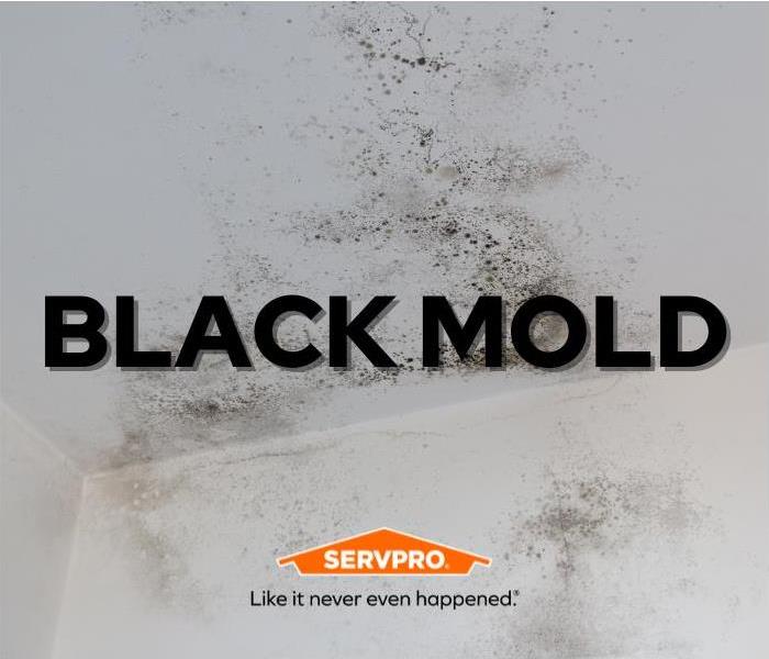 black mold removal SERVPRO of Tampa Southeast